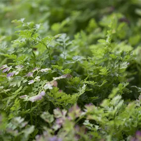 Anthriscus cerefolium