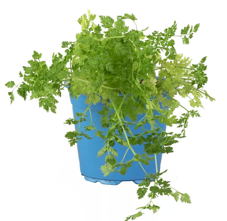 Echter Kerbel Echter Kerbel