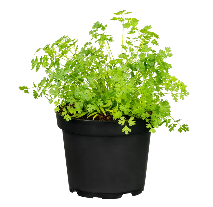 Echter Kerbel Echter Kerbel