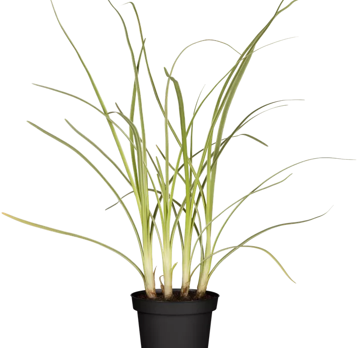 Schnittknoblauch Schnittknoblauch