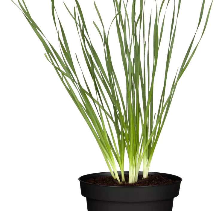 Schnittknoblauch Schnittknoblauch