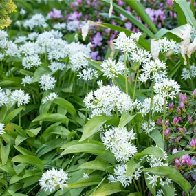 Allium ursinum