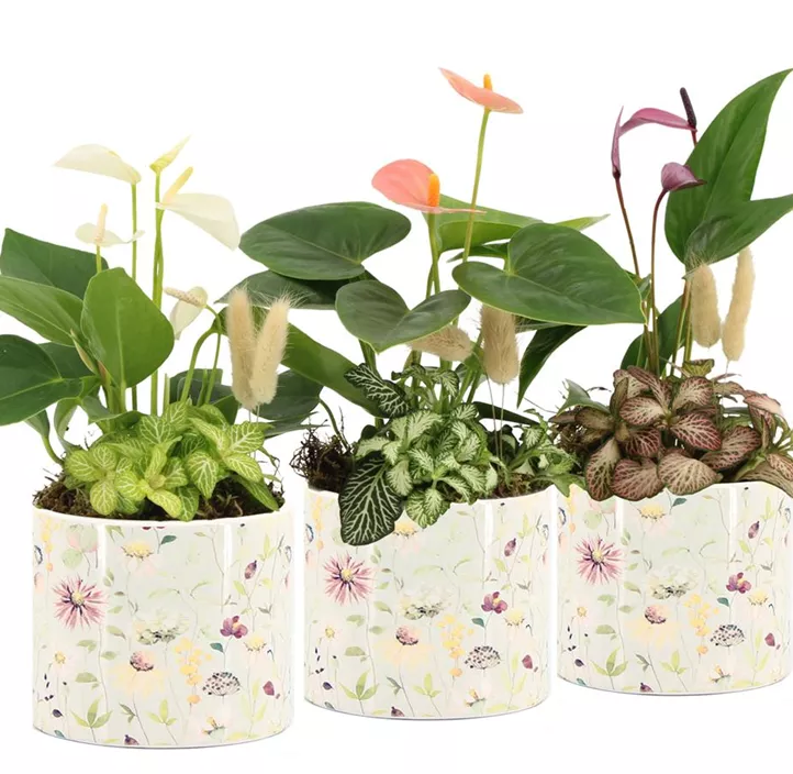 Arrangement Raw Beauty mit Flamingoblume Arrangement Raw Beauty mit Flamingoblume