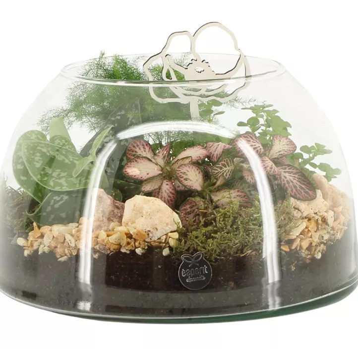 Arrangement Raw Beauty mit Grünpflanzen Arrangement Raw Beauty mit Grünpflanzen