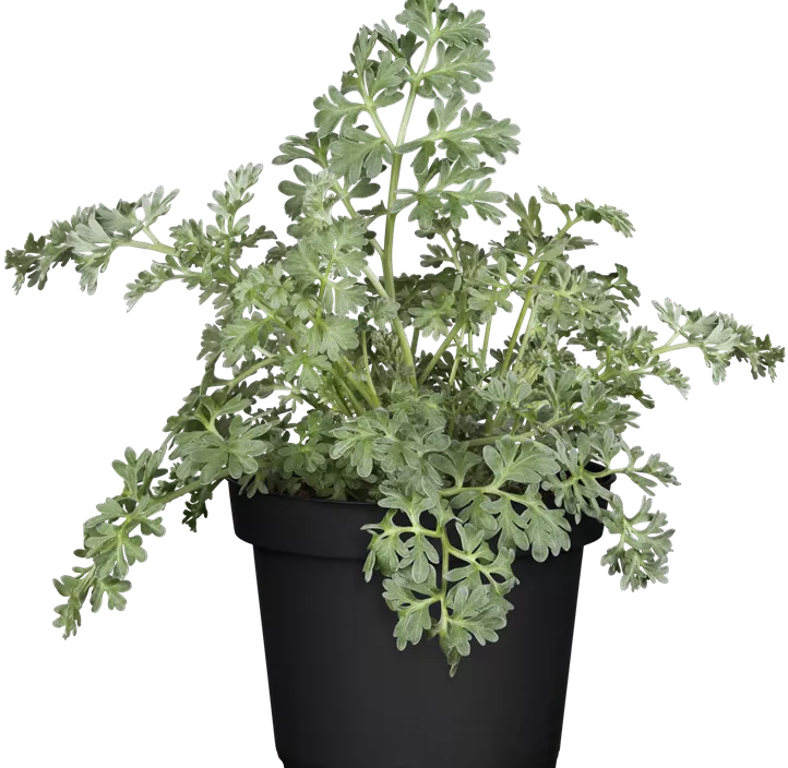 Echter Wermut Echter Wermut