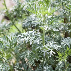 Artemisia absinthium Heilkräuter