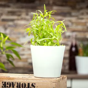 Artemisia dracunculus