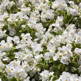 Begonia semperflorens gefüllt