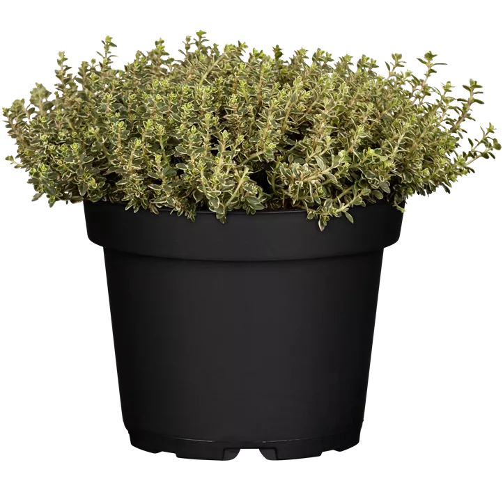 winterharter Zitronen-Thymian