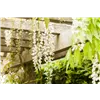 bellaflora Gartencenter GmbH