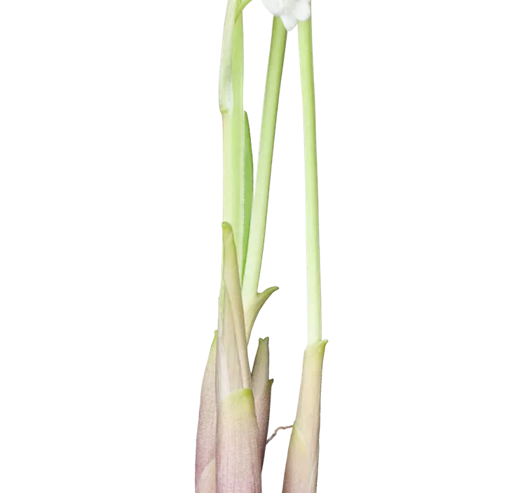 Gewöhnliches Maiglöckchen Gewöhnliches Maiglöckchen