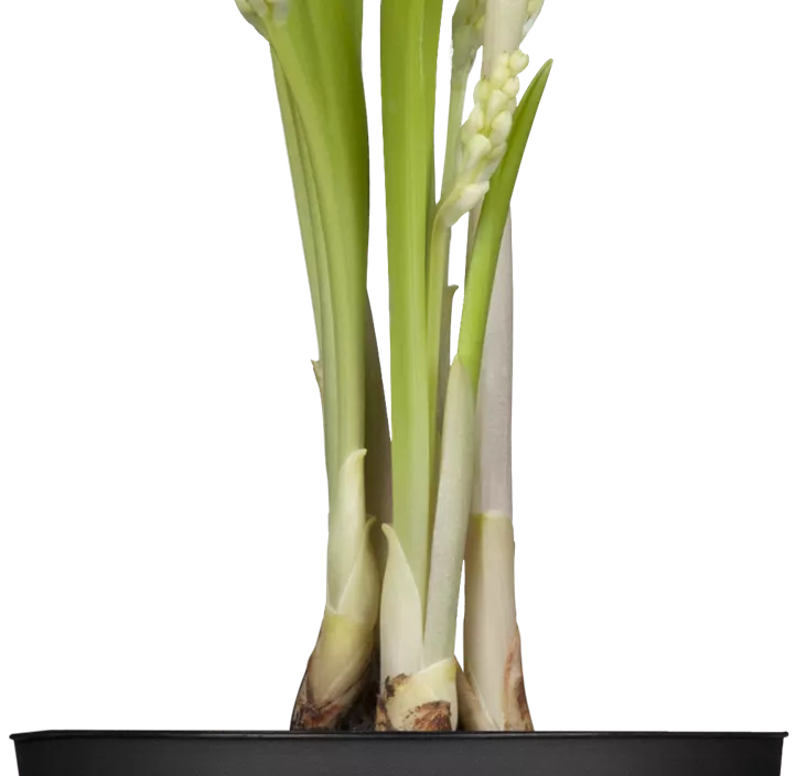 Gewöhnliches Maiglöckchen Gewöhnliches Maiglöckchen