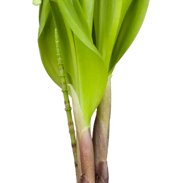 Gewöhnliches Maiglöckchen Gewöhnliches Maiglöckchen