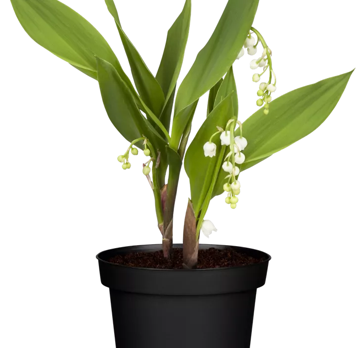 Gewöhnliches Maiglöckchen Gewöhnliches Maiglöckchen