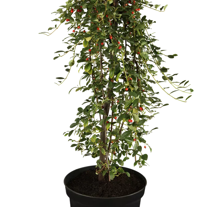 Teppichmispel 'Coral Beauty' Teppichmispel 'Coral Beauty'