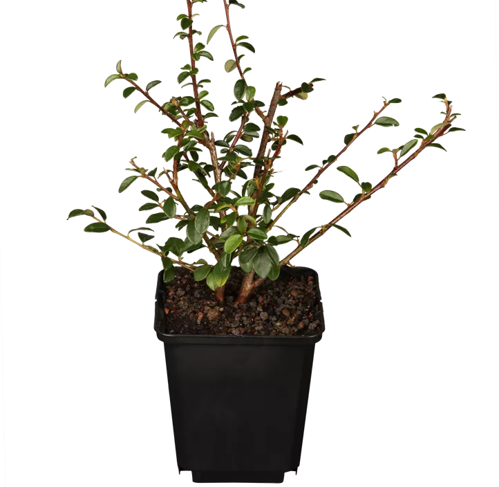 Teppichmispel 'Coral Beauty' Teppichmispel 'Coral Beauty'