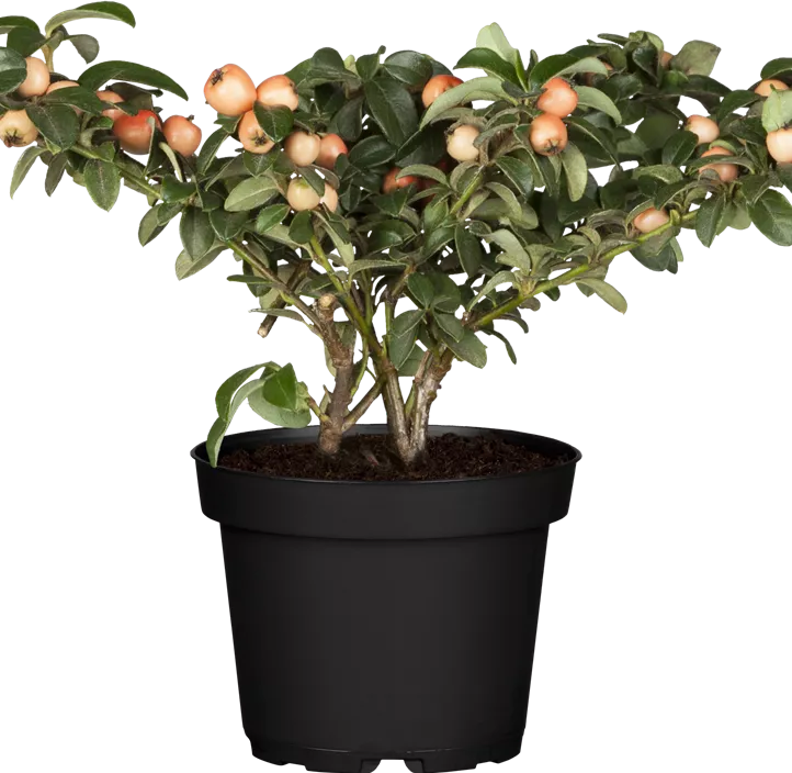 Teppichmispel 'Coral Beauty' Teppichmispel 'Coral Beauty'