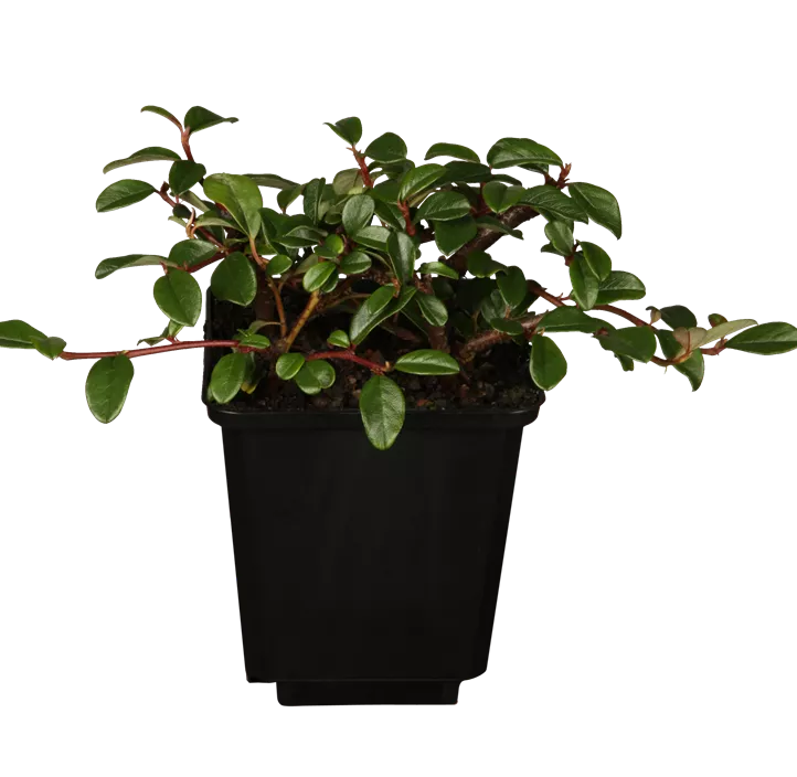 Teppichmispel Teppichmispel