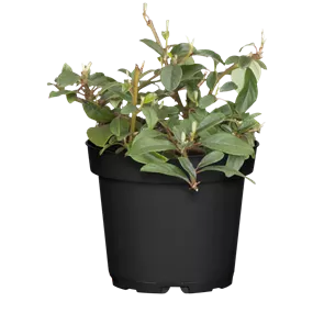 Cotoneaster dammeri Radicans Cotoneaster dammeri Radicans