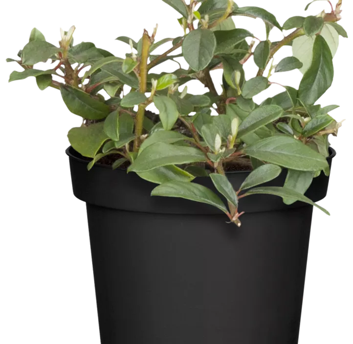 Teppichmispel Teppichmispel