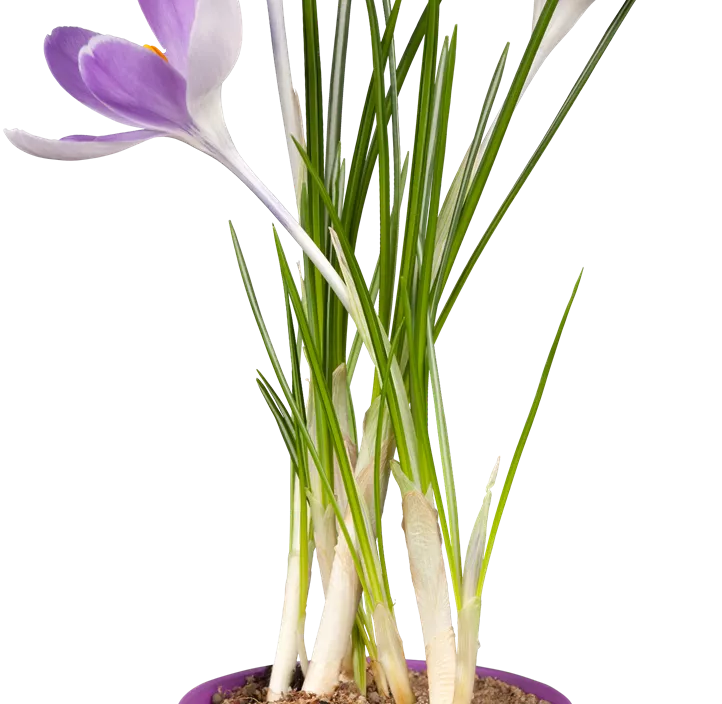 Safrankrokus Safrankrokus