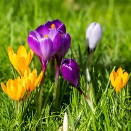 Crocus vernus