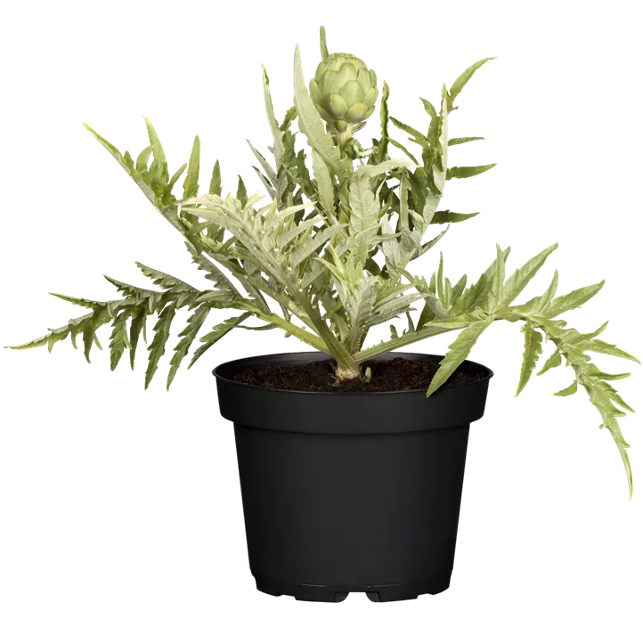 Gemüse-Artischocke 'Imperial Star'