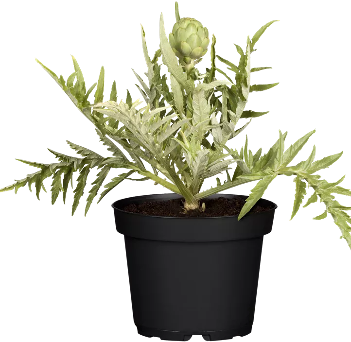 Gemüse-Artischocke 'Imperial Star'