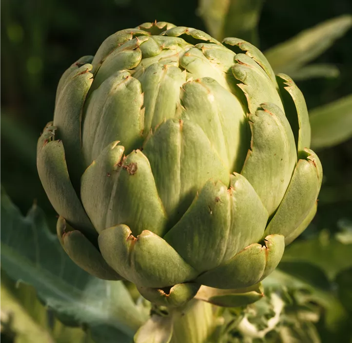 Gemüse-Artischocke 'Imperial Star'