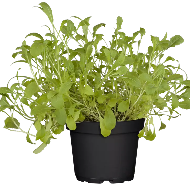 Wasabi-Rauke Wasabi-Rauke