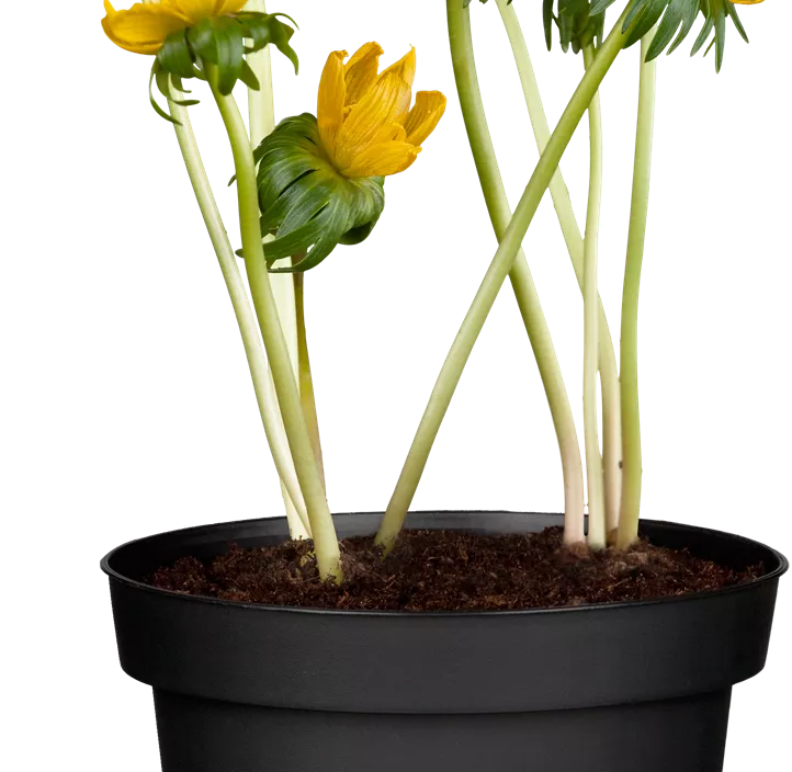 Winterling Winterling