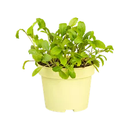 Diplotaxis erucoides