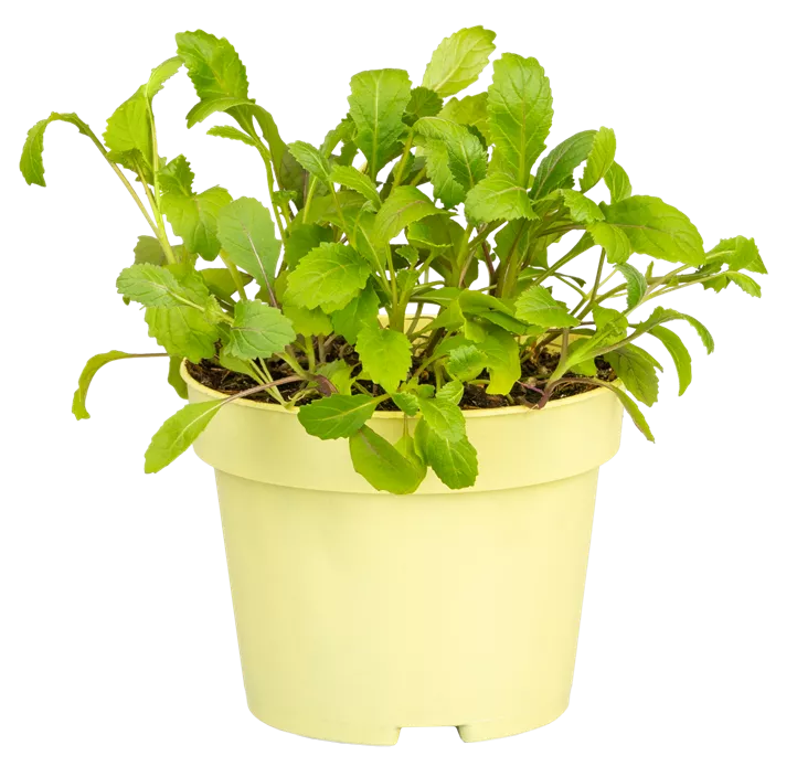 Wasabi-Rauke Wasabi-Rauke