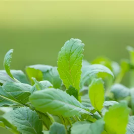 Diplotaxis erucoides