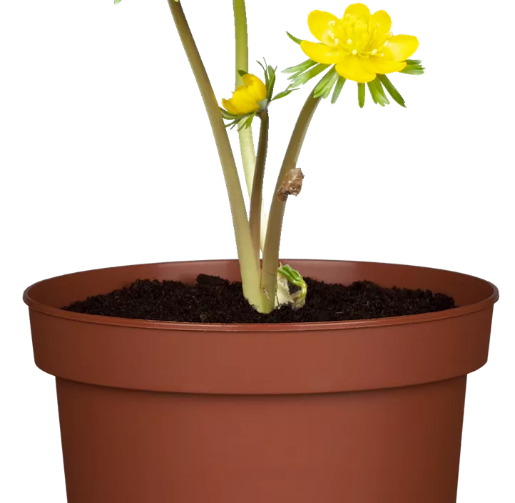 Winterling Winterling