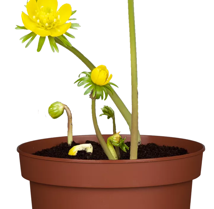 Winterling Winterling