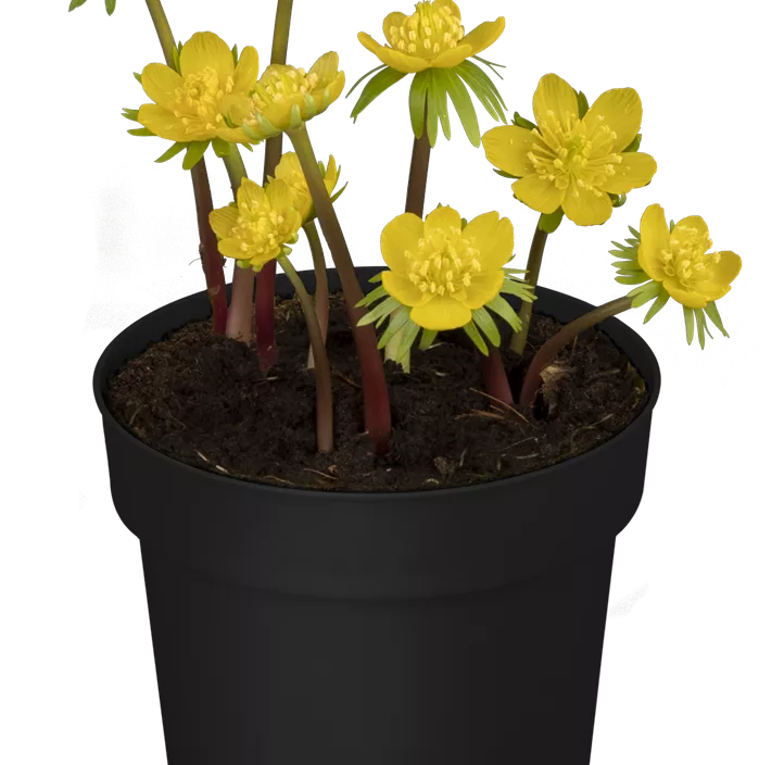 Winterling Winterling