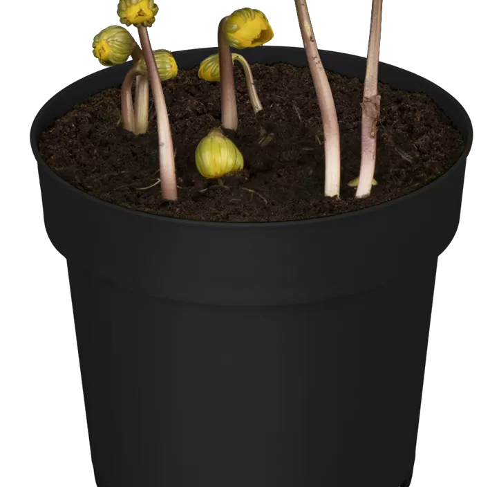 Winterling Winterling