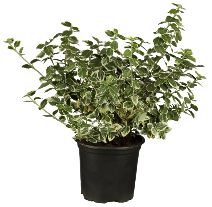 Weißbunte Kriechspindel 'Emerald Gaiety' Weißbunte Kriechspindel 'Emerald Gaiety'