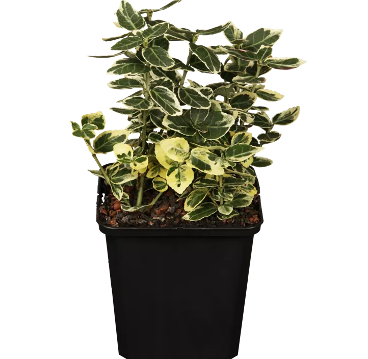 Weißbunte Kriechspindel 'Emerald Gaiety' Weißbunte Kriechspindel 'Emerald Gaiety'