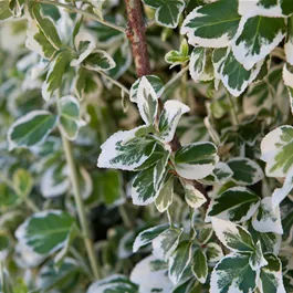 Euonymus fortunei Emerald Gaiety