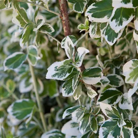 Euonymus fortunei Emerald Gaiety