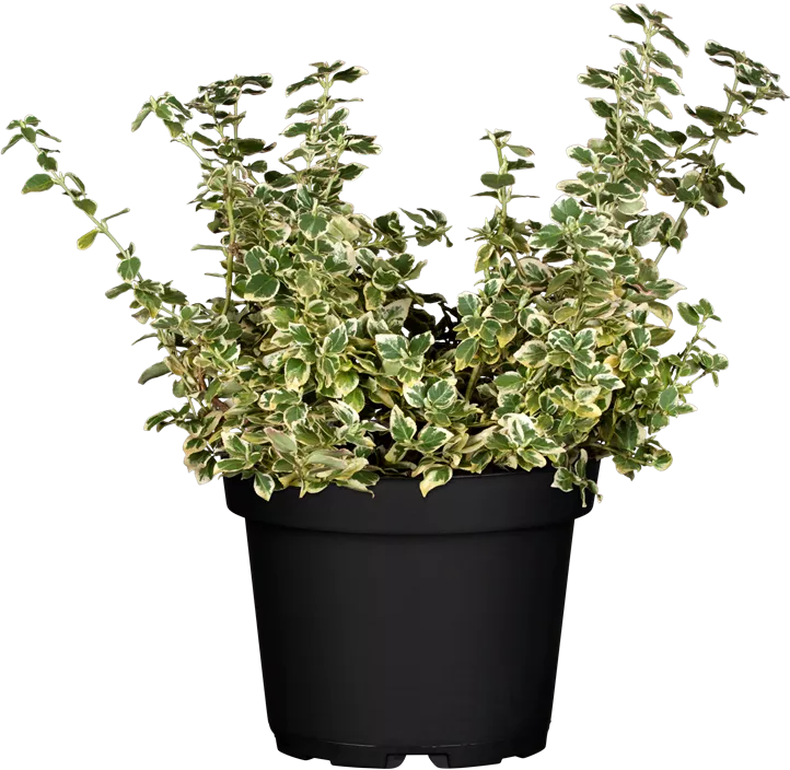 Weißbunte Kriechspindel 'Emerald Gaiety' Weißbunte Kriechspindel 'Emerald Gaiety'