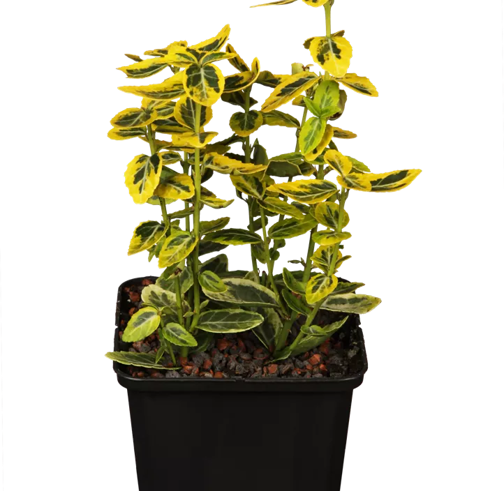 Goldbunte Kriechspindel 'Emerald´n Gold'