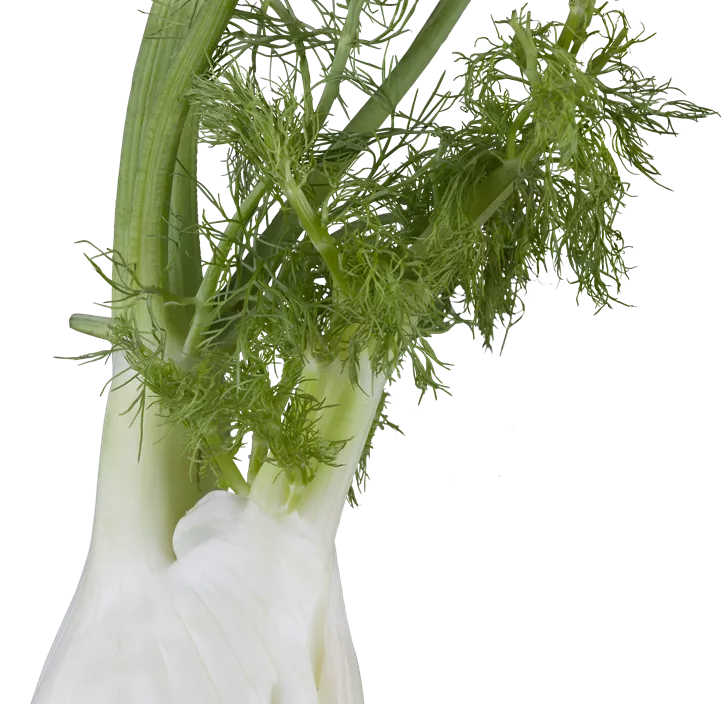 Gewöhnlicher Fenchel Gewöhnlicher Fenchel