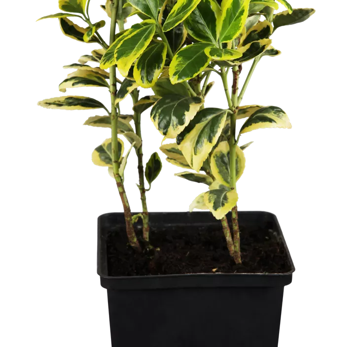 Goldbunte Kriechspindel 'Emerald´n Gold'