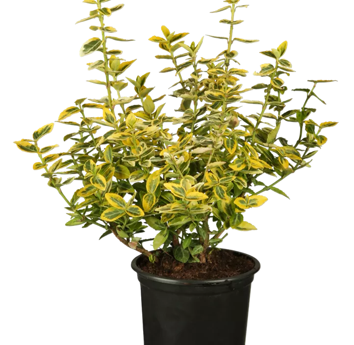 Goldbunte Kriechspindel 'Emerald´n Gold'