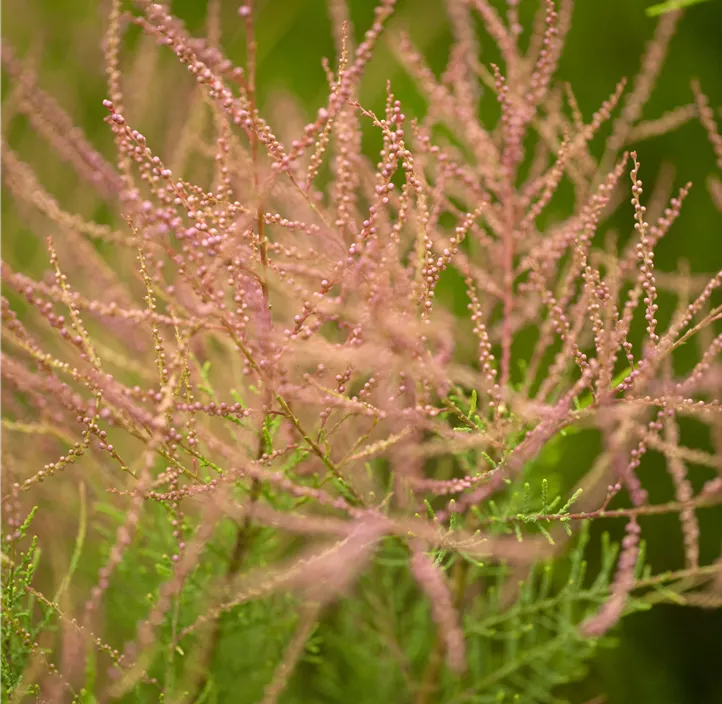 Kleinblütige Tamariske Kleinblütige Tamariske