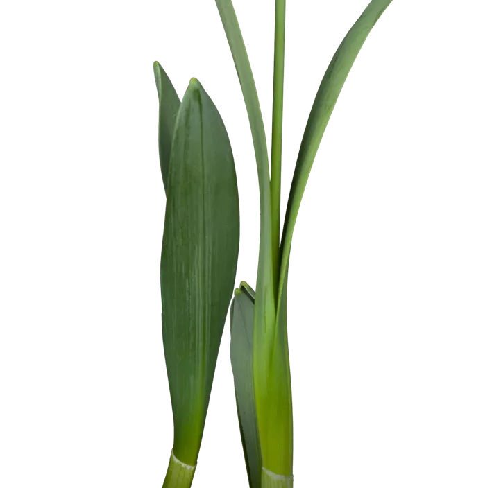 Schneeglöckchen Schneeglöckchen