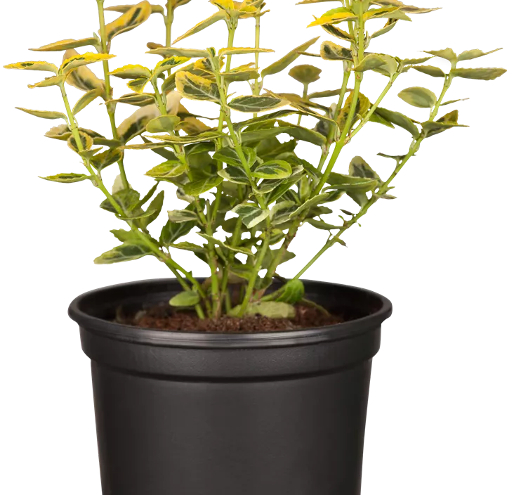 Goldbunte Kriechspindel 'Emerald´n Gold'